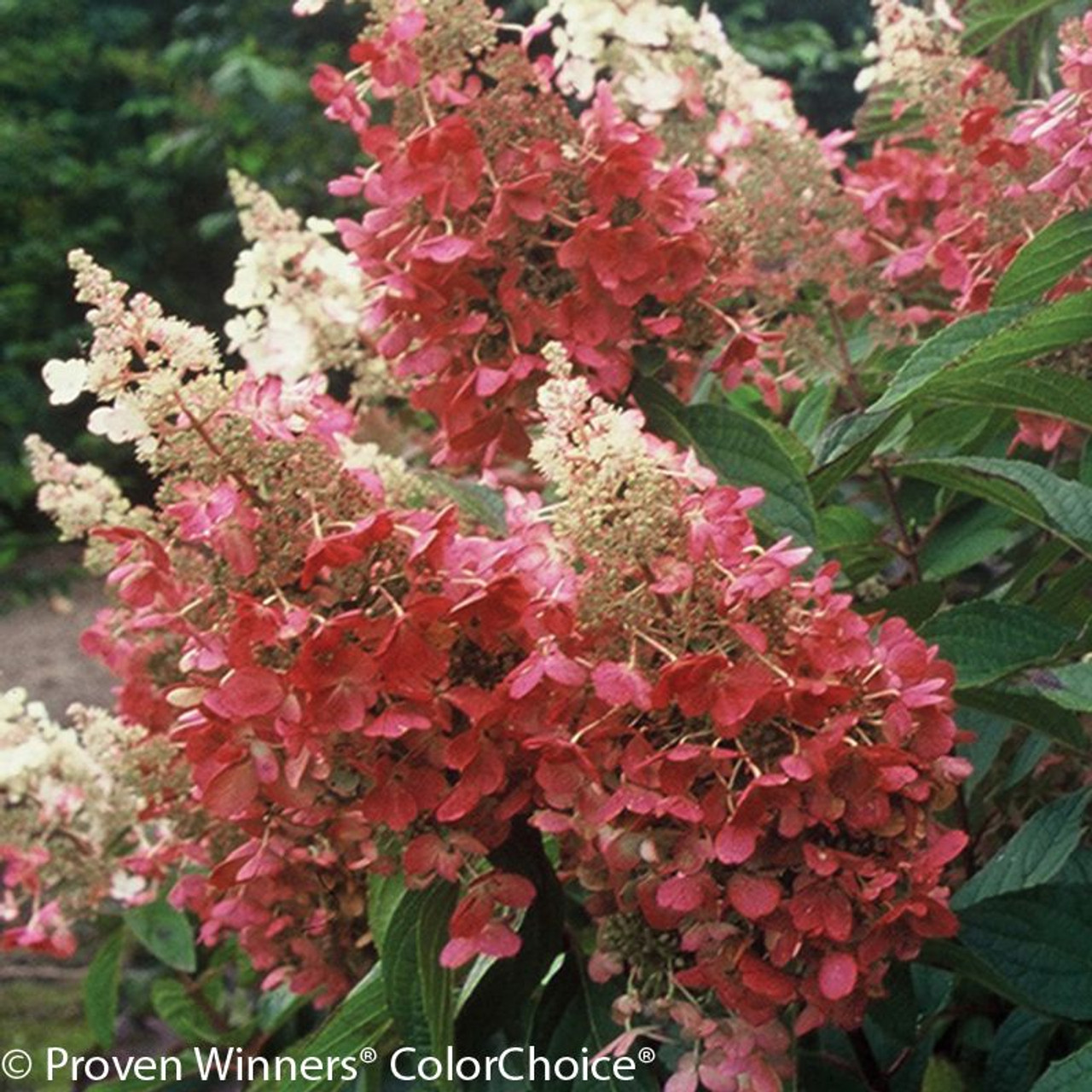 Image of Ferns and Pinky Winky Hydrangeas