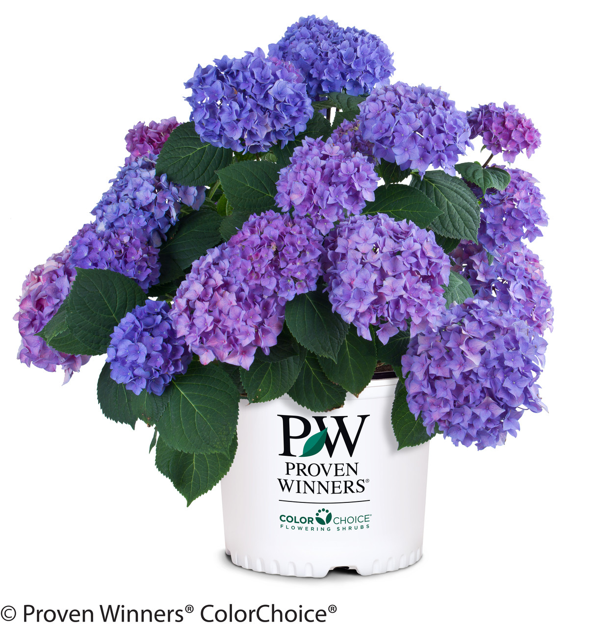Let's Dance® Rhythmic Blue® Hydrangea Plant Addicts Let's Dance® Rhythmic Blue® Hydrangea Plant Addicts