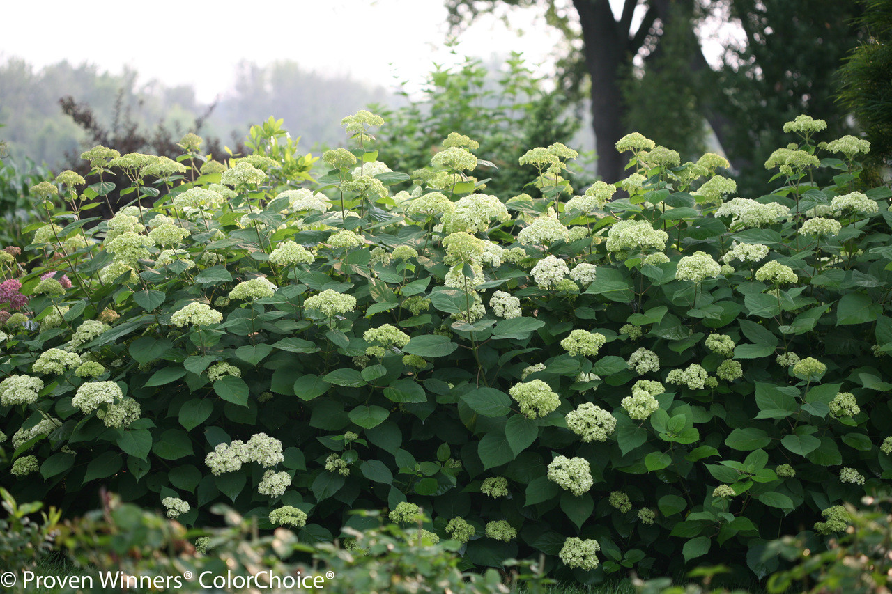 Proven Winners Lime Rickey Hydrangea - Thumbnail 2