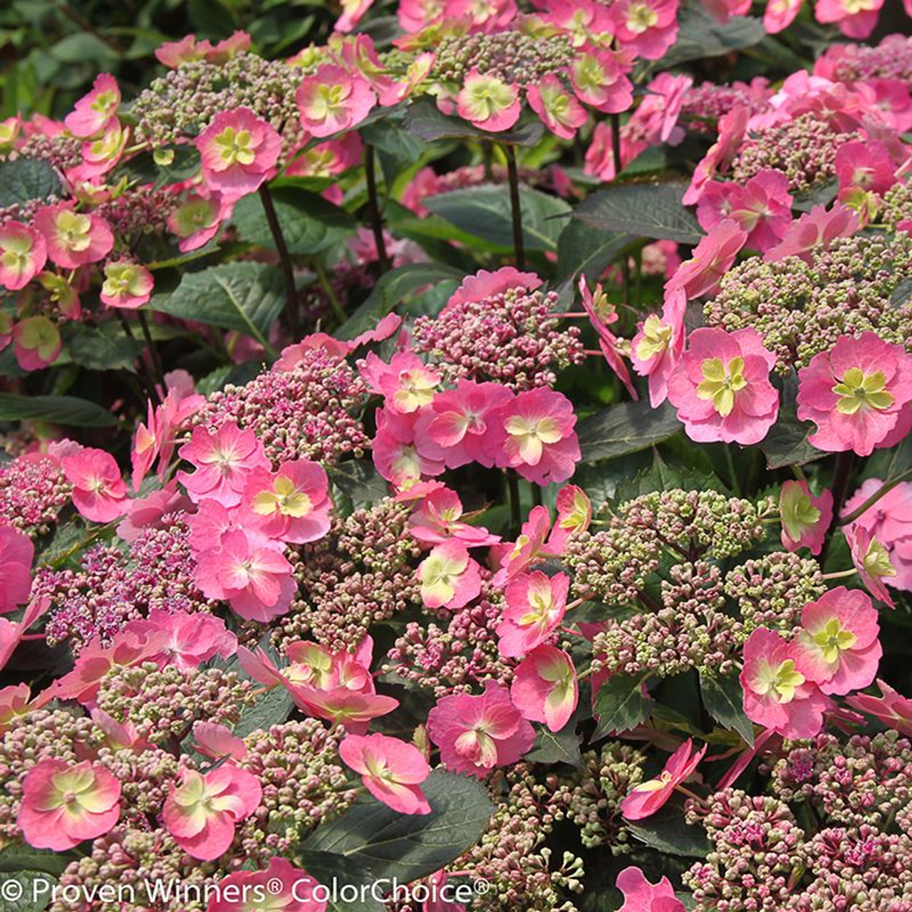 Tuff Stuff Top Fun™ - Reblooming Mountain Hydrangea - Hydrangea serrata