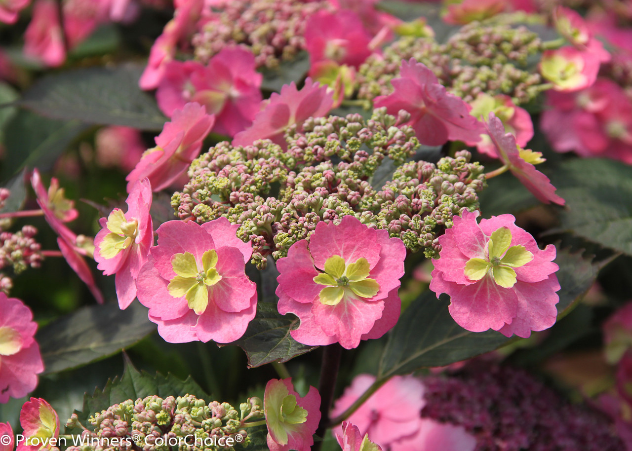 Tuff Stuff™ Red Hydrangea - 3 gallon container – Lots of Plants