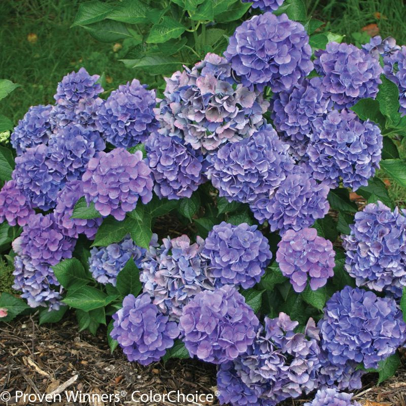 Cityline Venice® Hydrangea | Plant Addicts