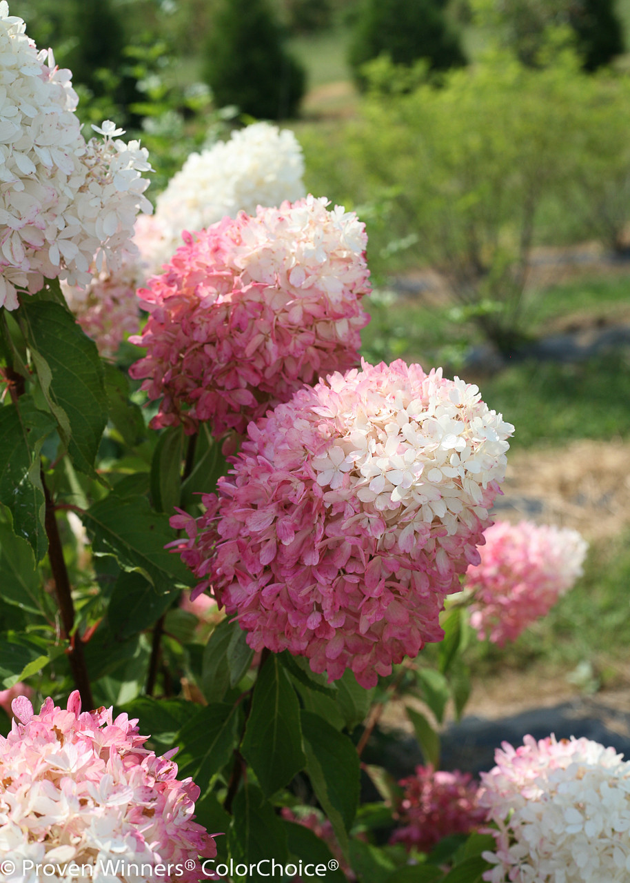 Zinfin Doll® Hydrangea Plant Addicts