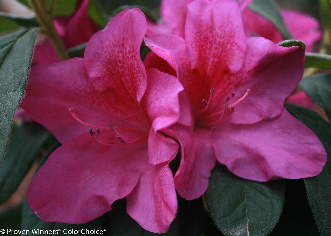 Bloom A Thon Lavender Azalea Plant Addicts