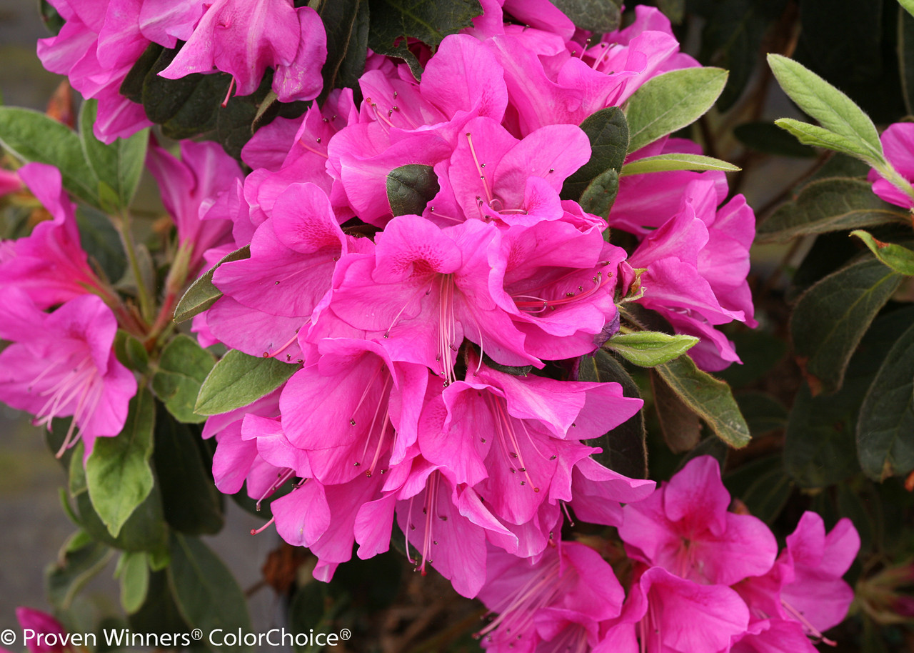 BloomAThon® Lavender Azalea Shrubs Plant Addicts
