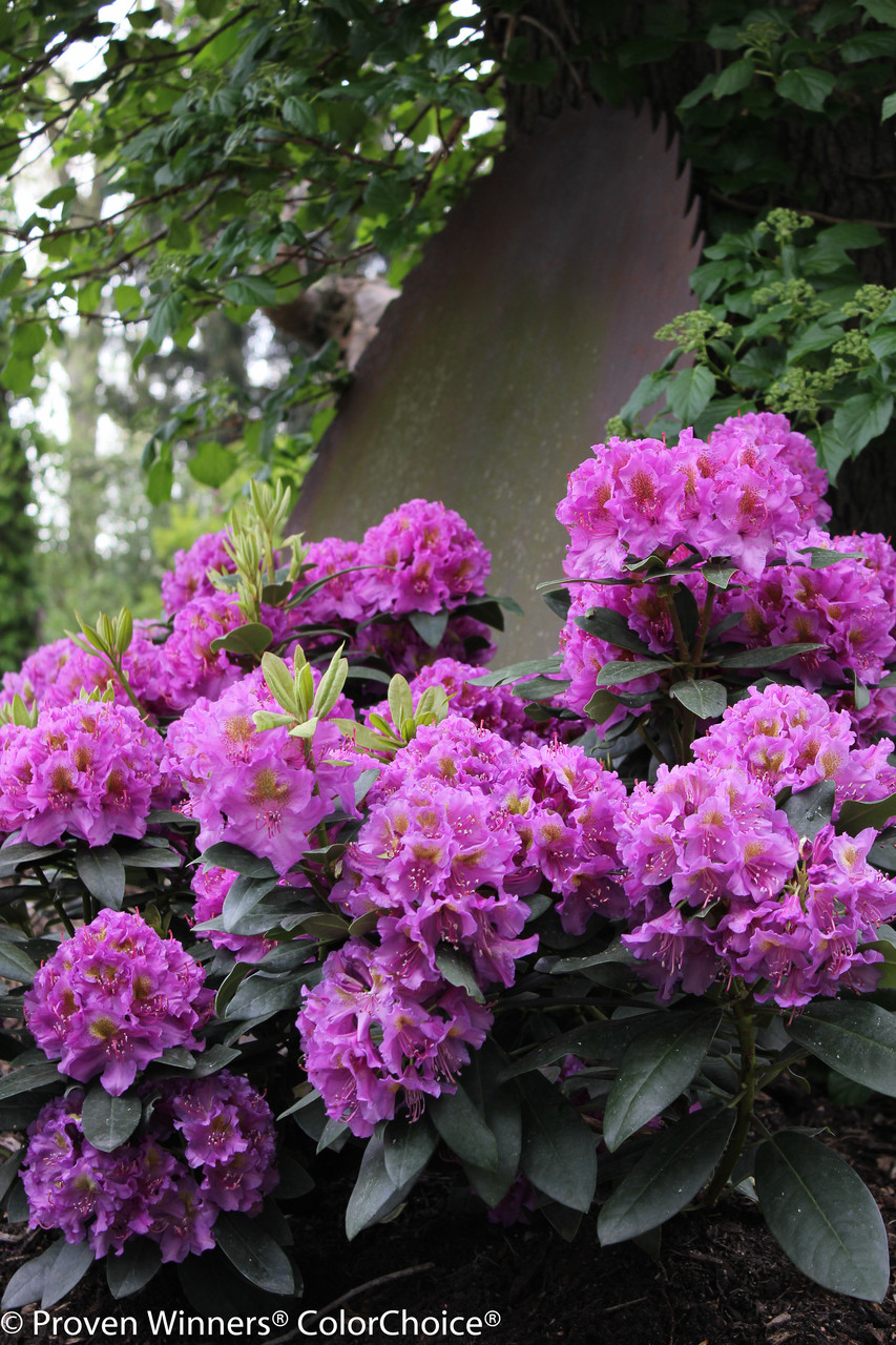 Quart Pot Dandy Man® Purple Rhododendron Proven Winners 