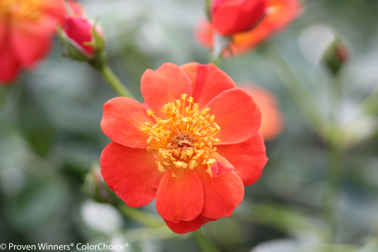 ROSA OSO EASY HOT PAPRIKA