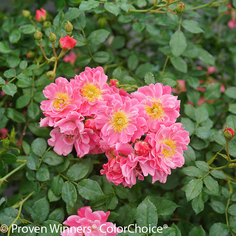 Oso Easy® Double Pink Rose Bushes | Plant Addicts