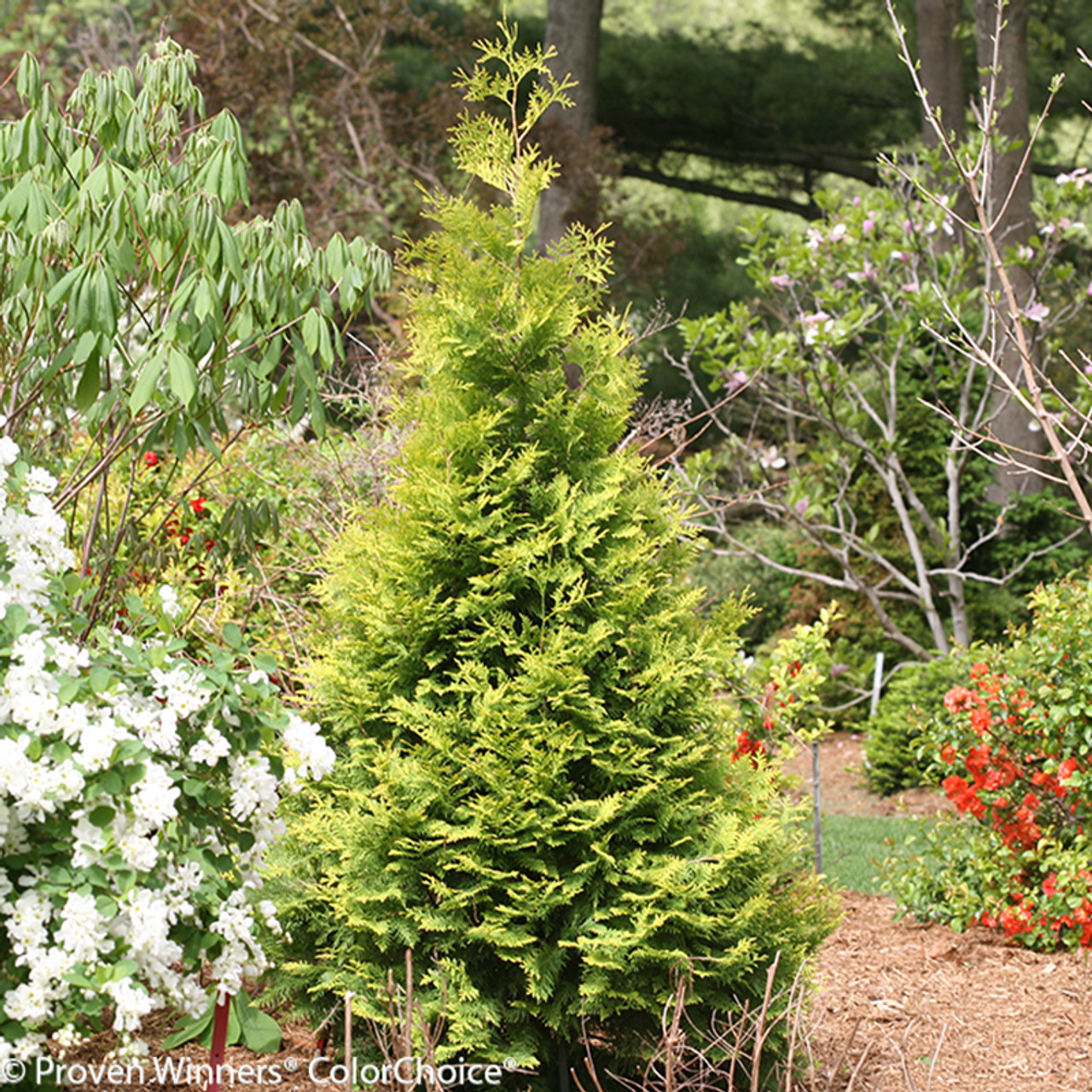 dwarf arborvitae