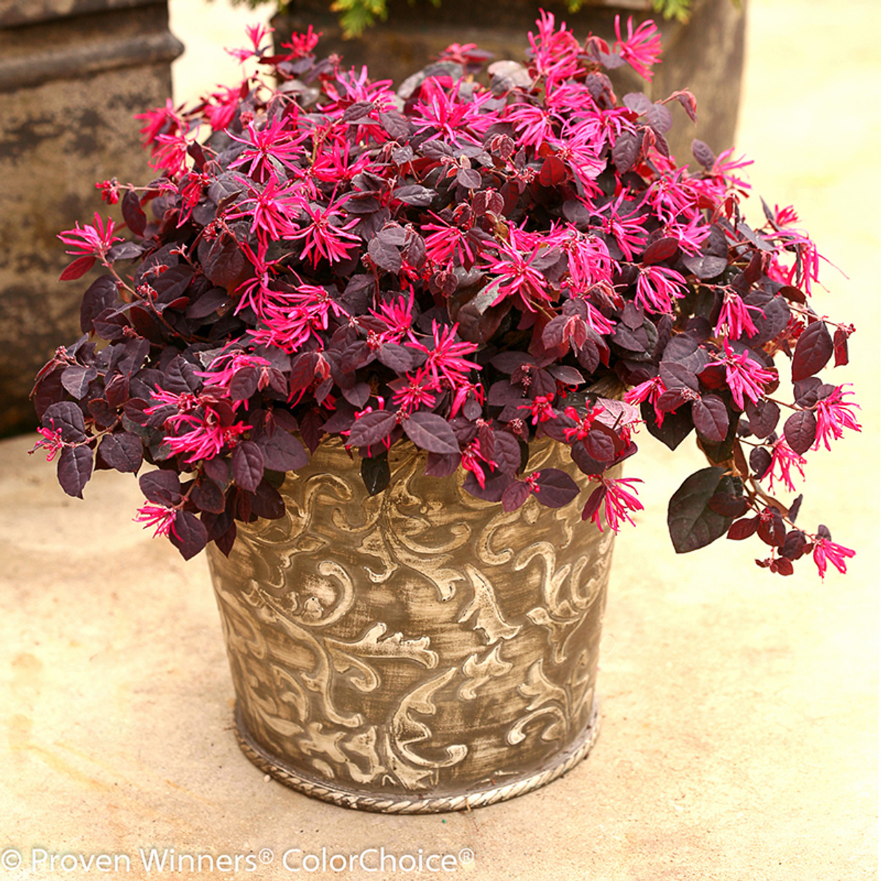 Jazz Hands® Dwarf Pink Loropetalum Shrubs Plant Addicts