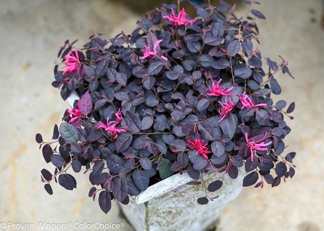 Jazz Hands® Mini Loropetalum | Plant Addicts