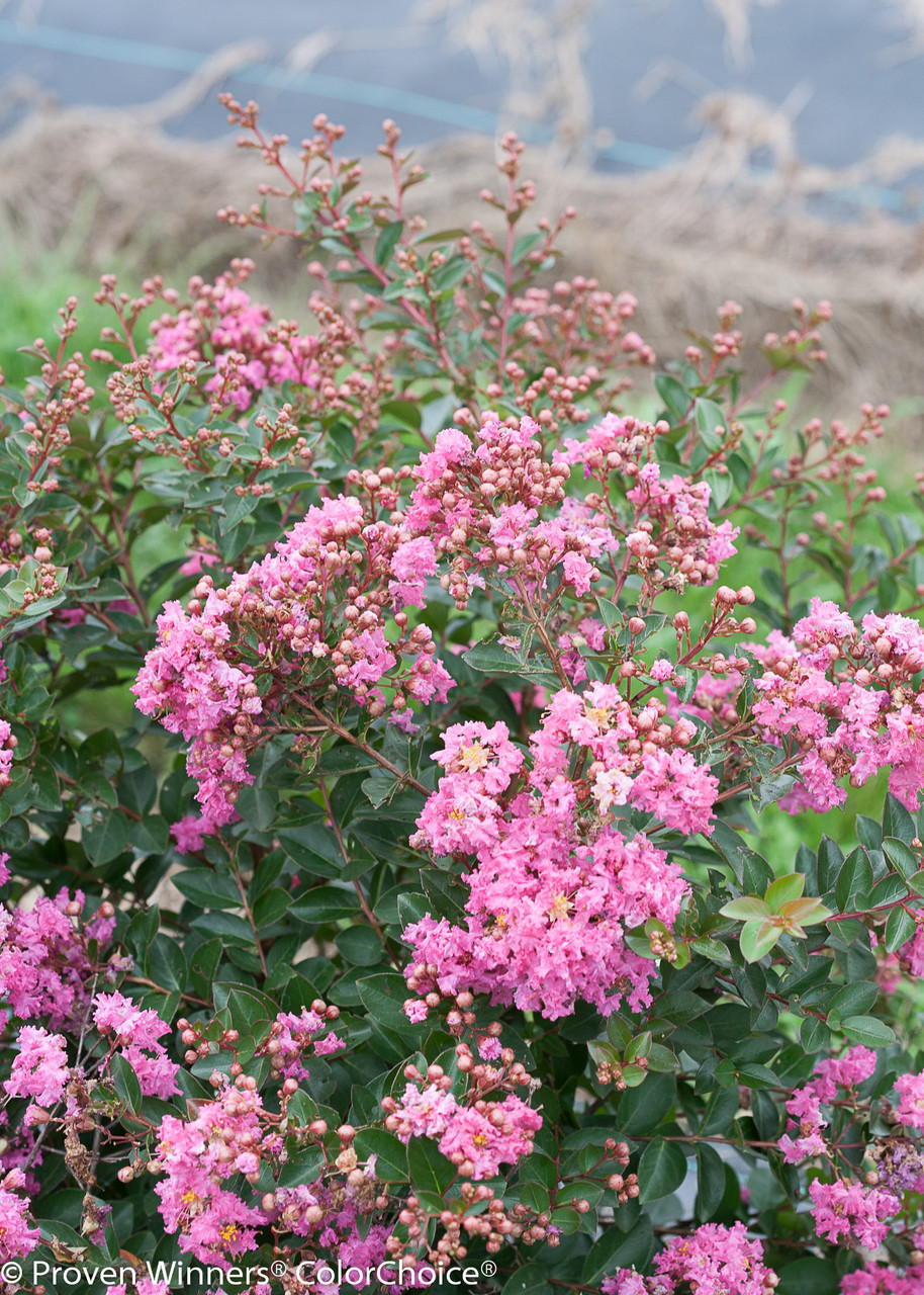 Infinitini® Brite Pink Crape Myrtle | Plant Addicts