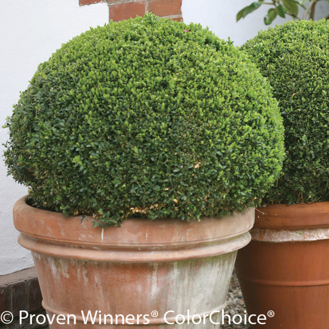 Image of Upright boxwood in a pot