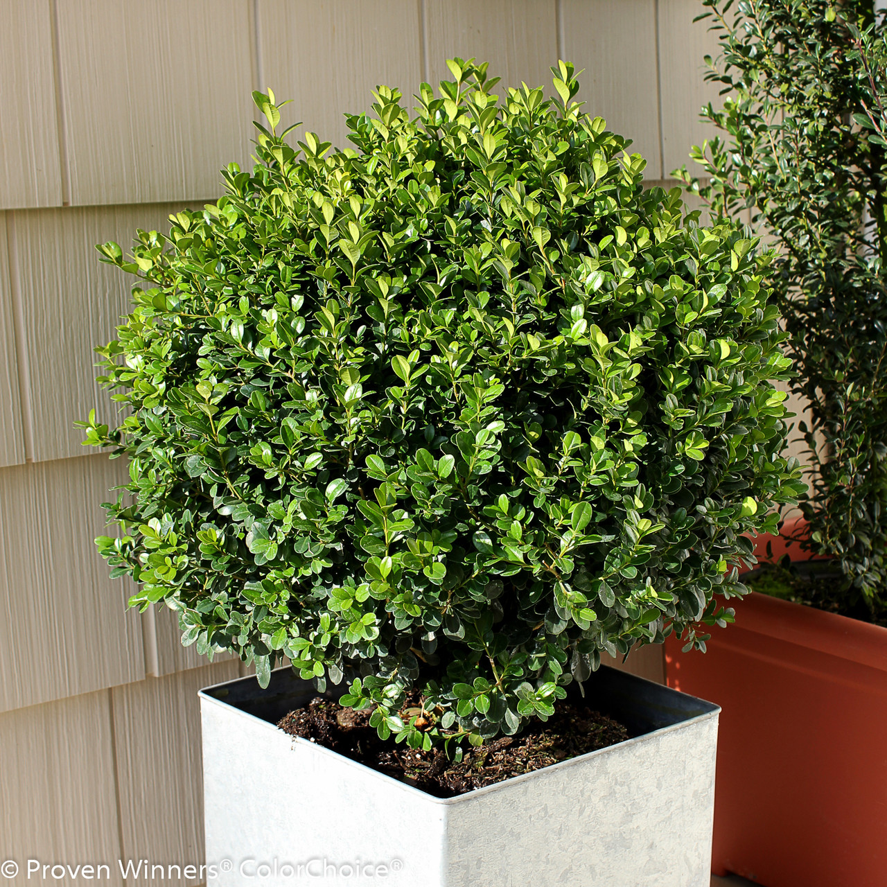 Sprinter Boxwood - Thumbnail 3