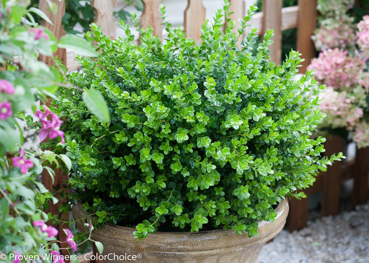 Sprinter Boxwood - Thumbnail 2