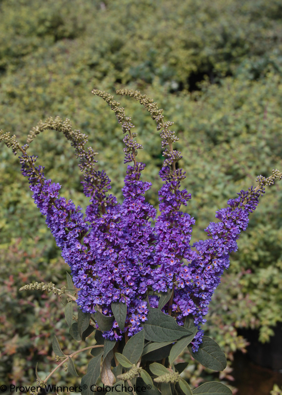 Lo & Behold 'Blue Chip Jr.' Butterfly Bush (Buddleia) - Thumbnail 3