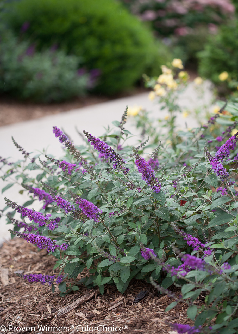 Lo & Behold 'Blue Chip Jr.' Butterfly Bush (Buddleia) - Thumbnail 4