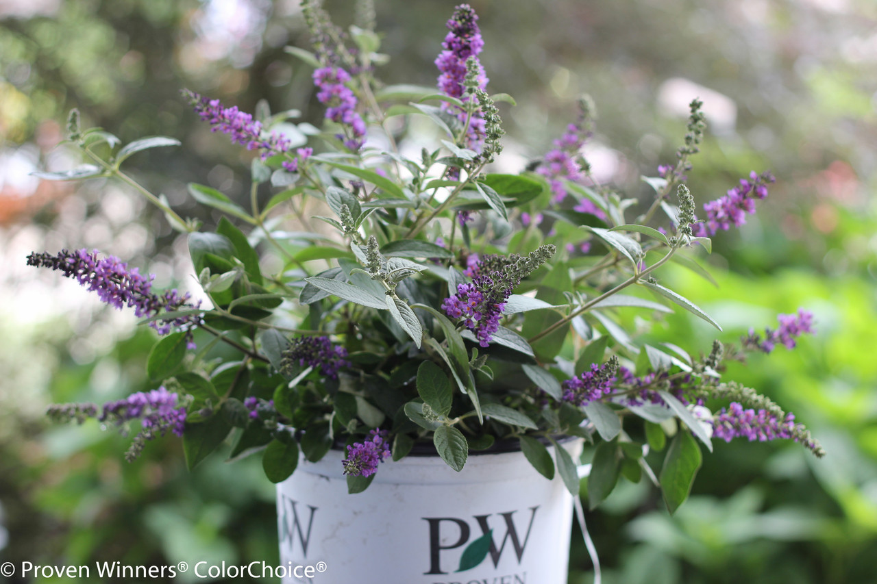 Lo & Behold 'Blue Chip Jr.' Butterfly Bush (Buddleia)