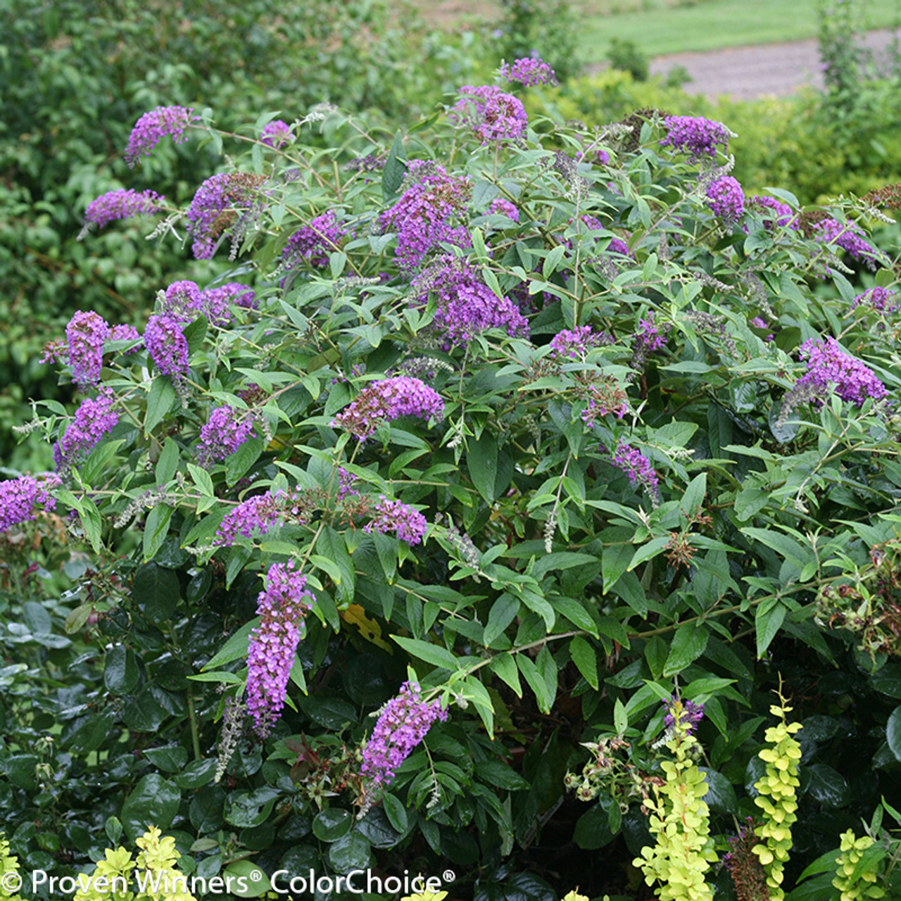 purple flowering shrubs bushes