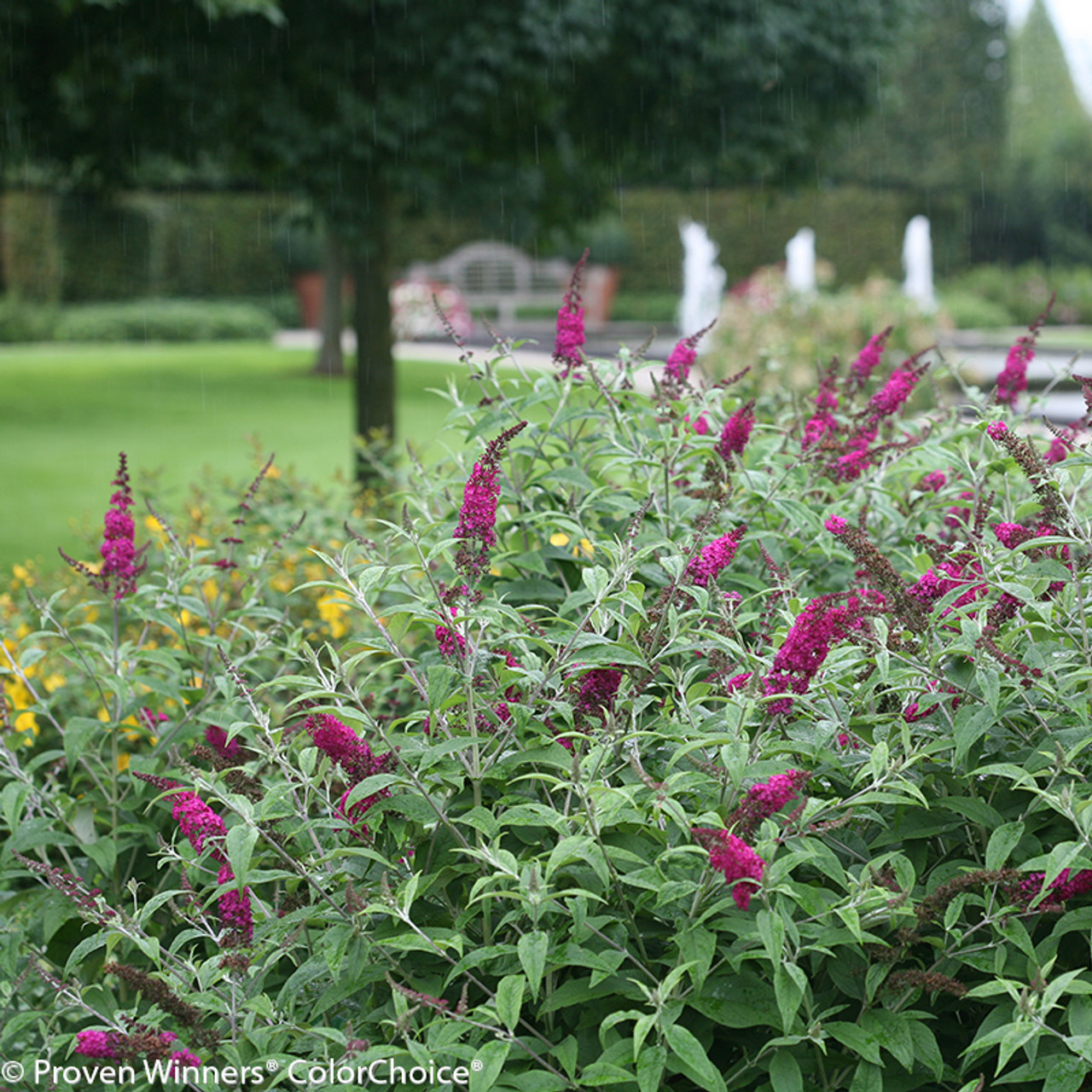 Miss Ruby Butterfly Bush Plant Addicts 8600