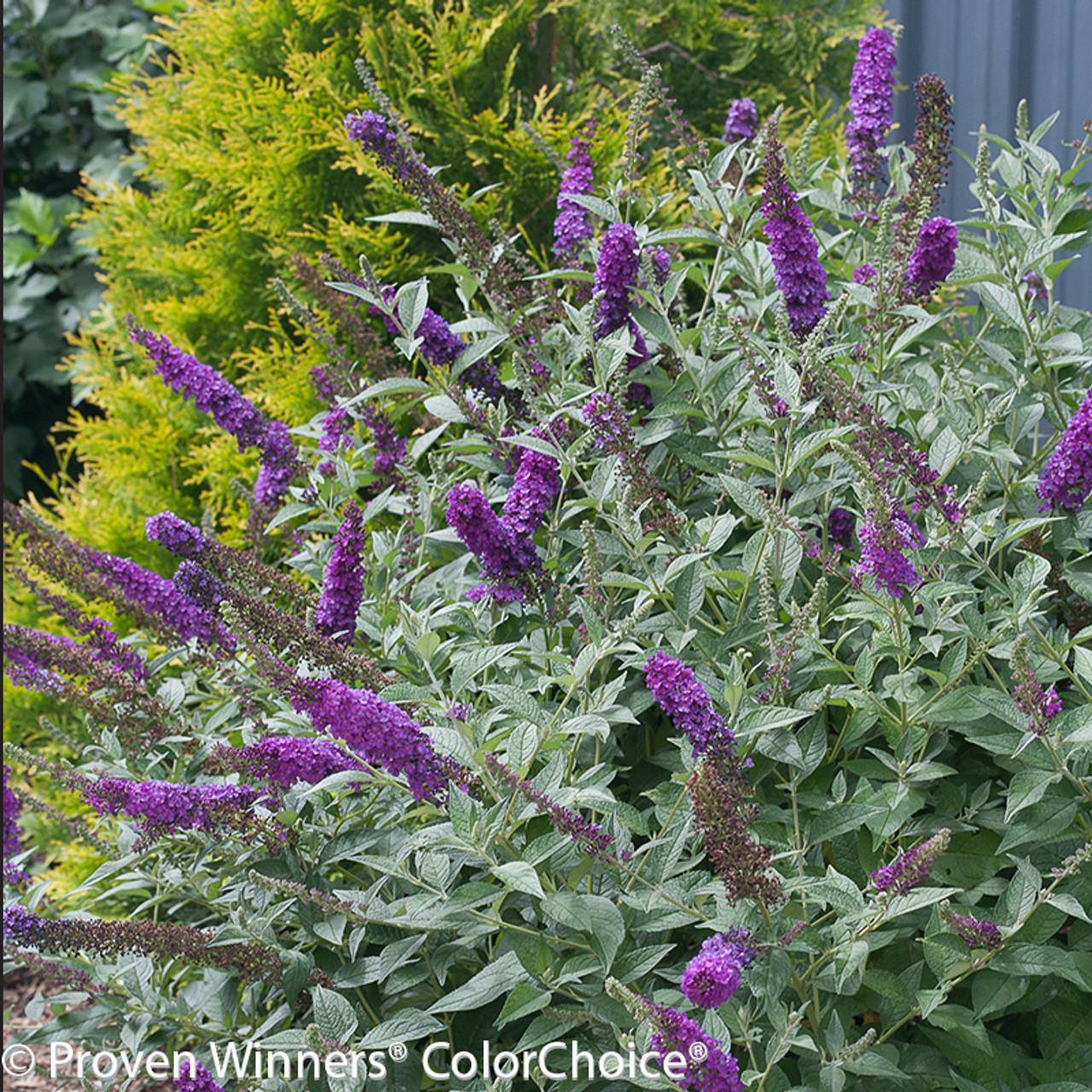 Image of Purple butterfly bush