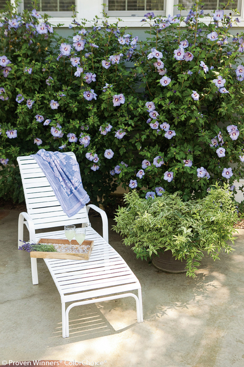 Azurri Blue Satin® - Rose of Sharon - Hibiscus syriacus