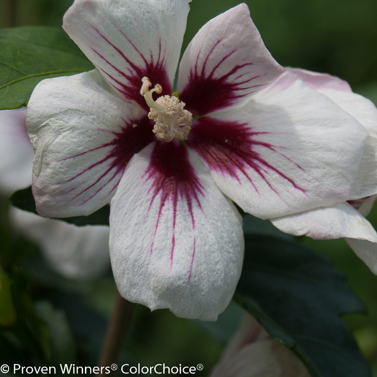 Lil Kim Rose Of Sharon Plant Addicts