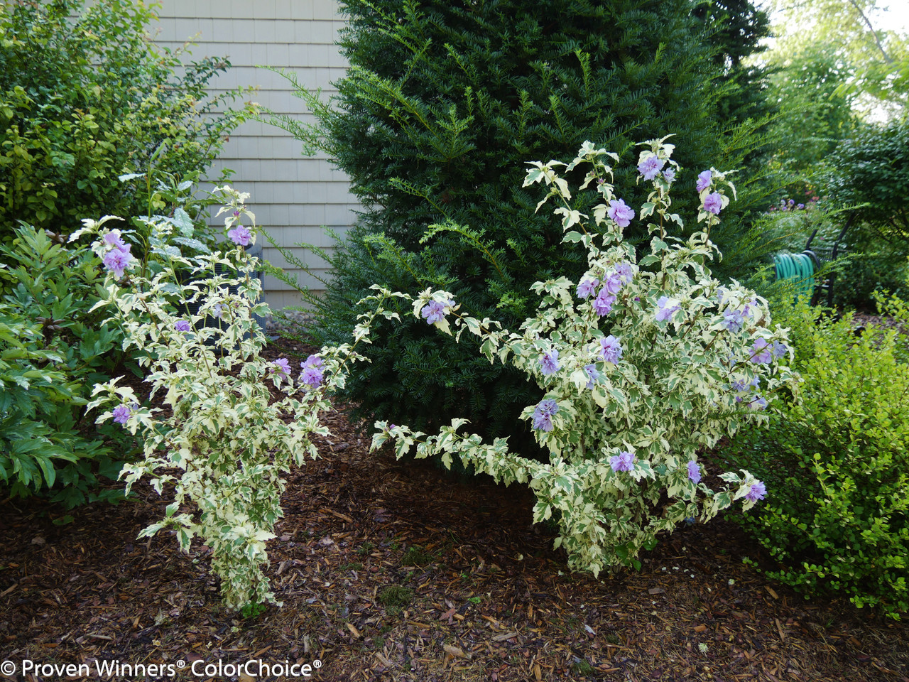 Sugar Tip® Gold Rose of Sharon | Plant Addicts