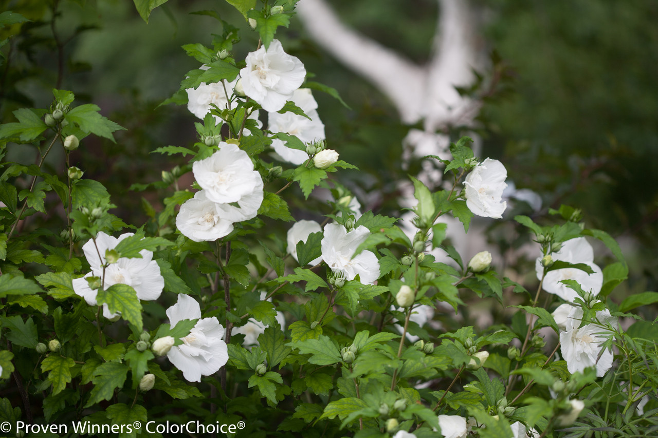 White Chiffon Rose Of Sharon Plant Addicts White Chiffon Rose Of Sharon Plant Addicts