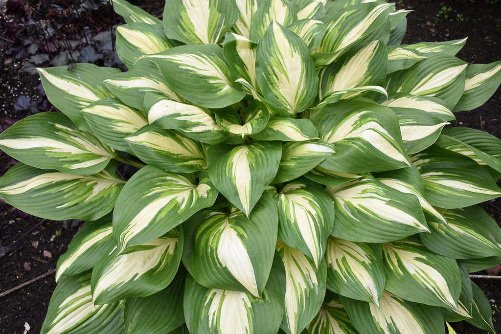 Proven Winners Shadowland Miss America Hosta