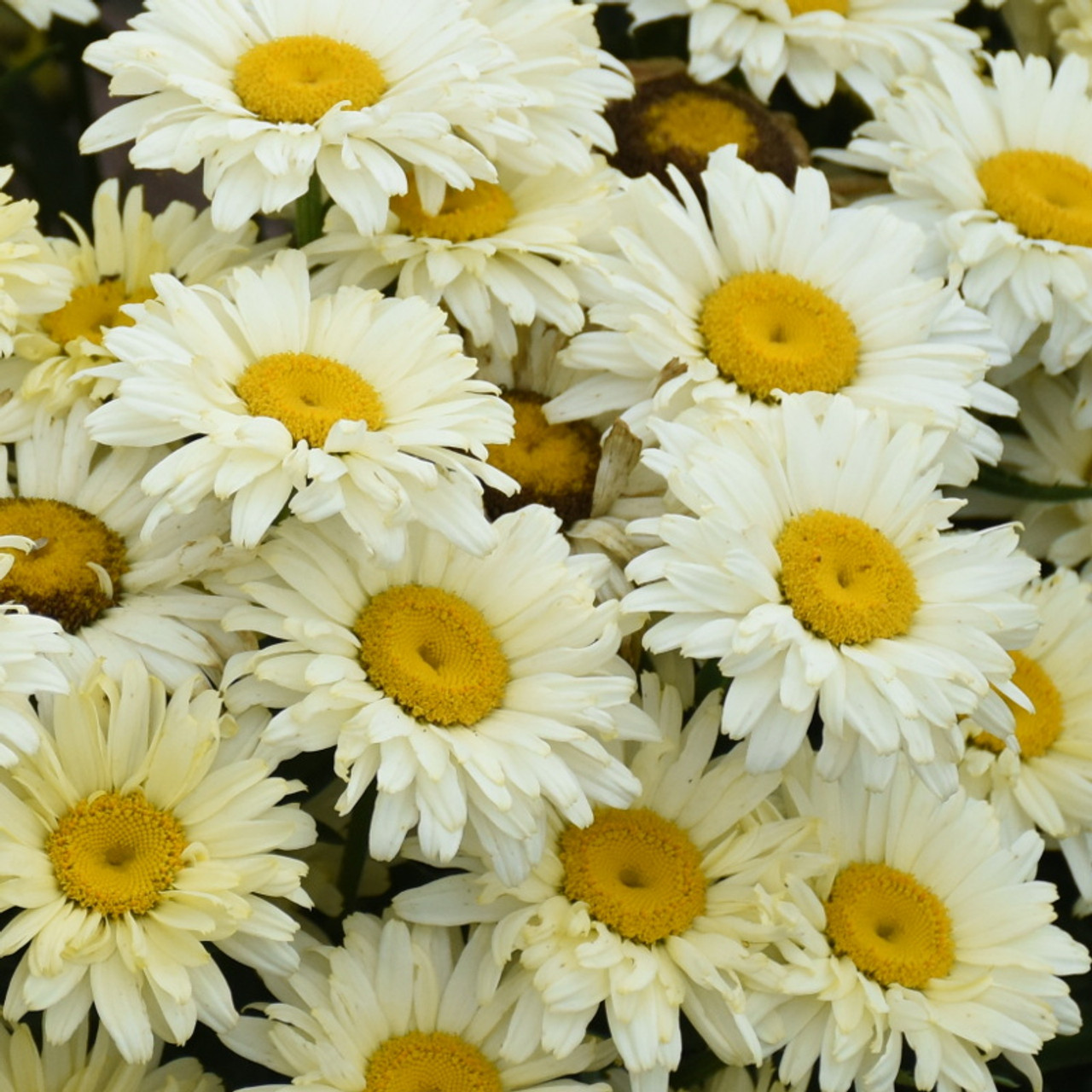 Amazing Daisies® Banana Cream II Shasta Daisy