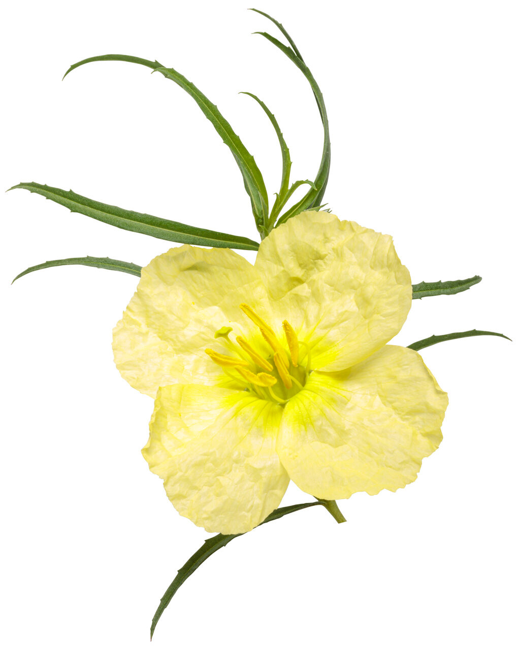 Ladybird Sunglow Texas Primrose - Thumbnail 4