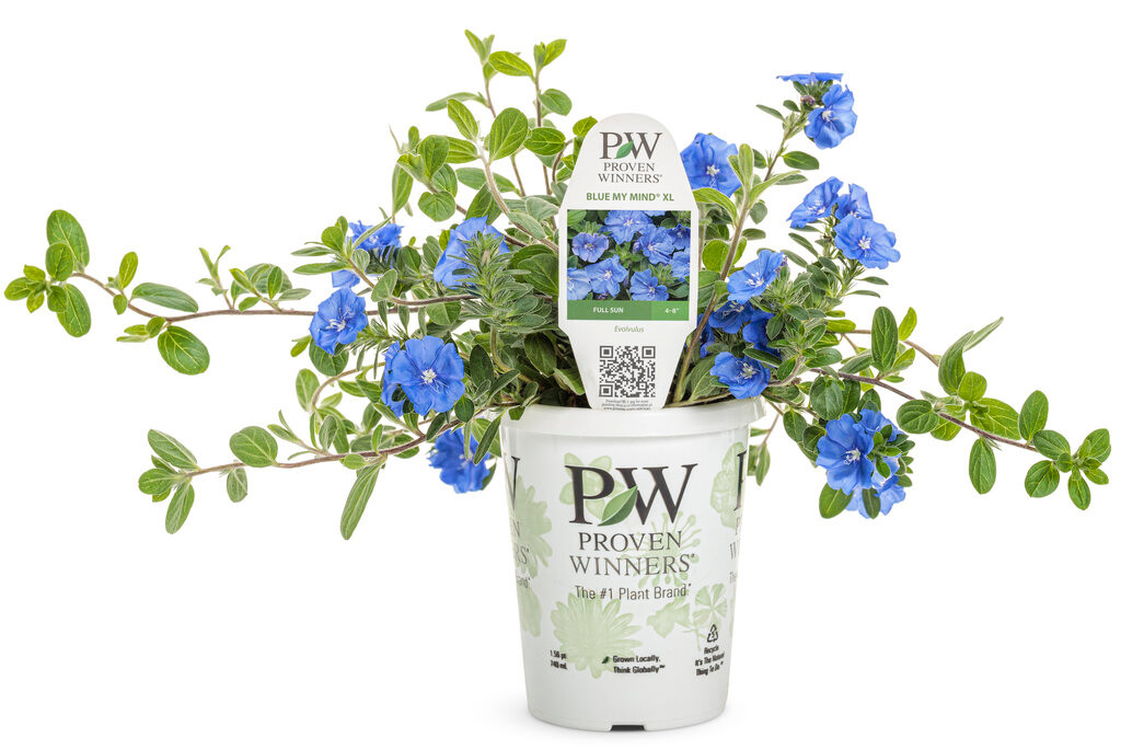 Blue My Mind® XL Dwarf Morning Glory | PlantAddicts.com