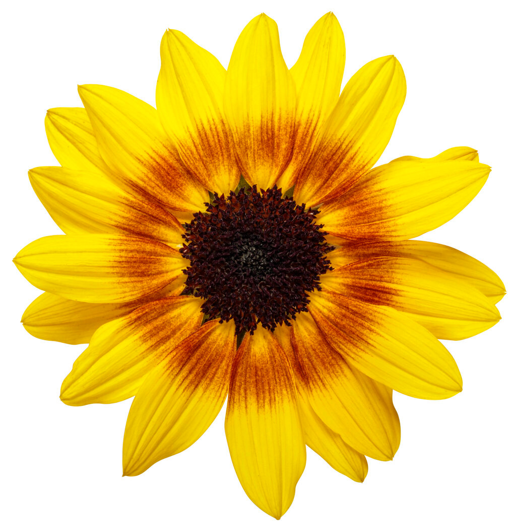 Suncredible® Saturn™ Sunflower | PlantAddicts.com
