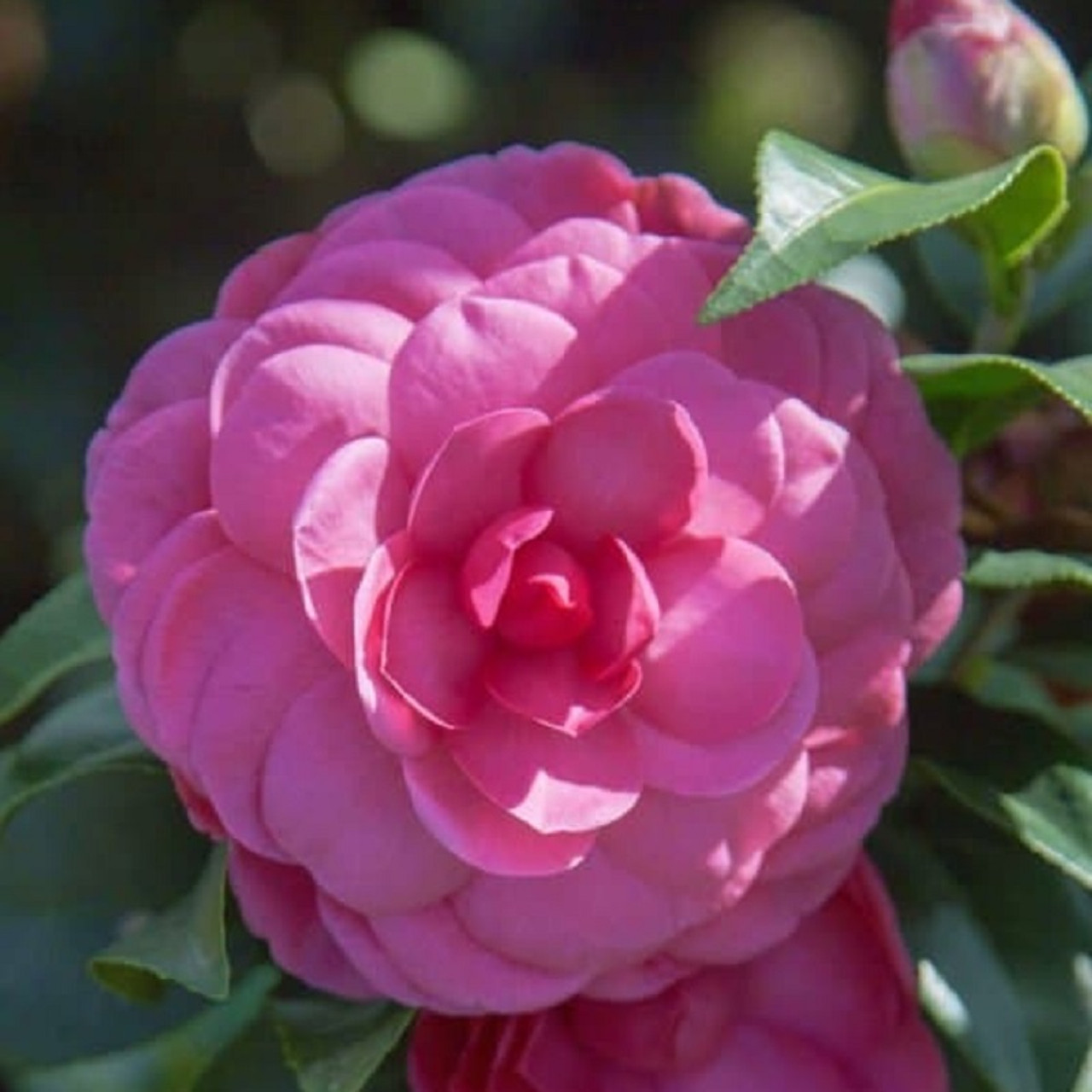 Tole Short Potted Camellia