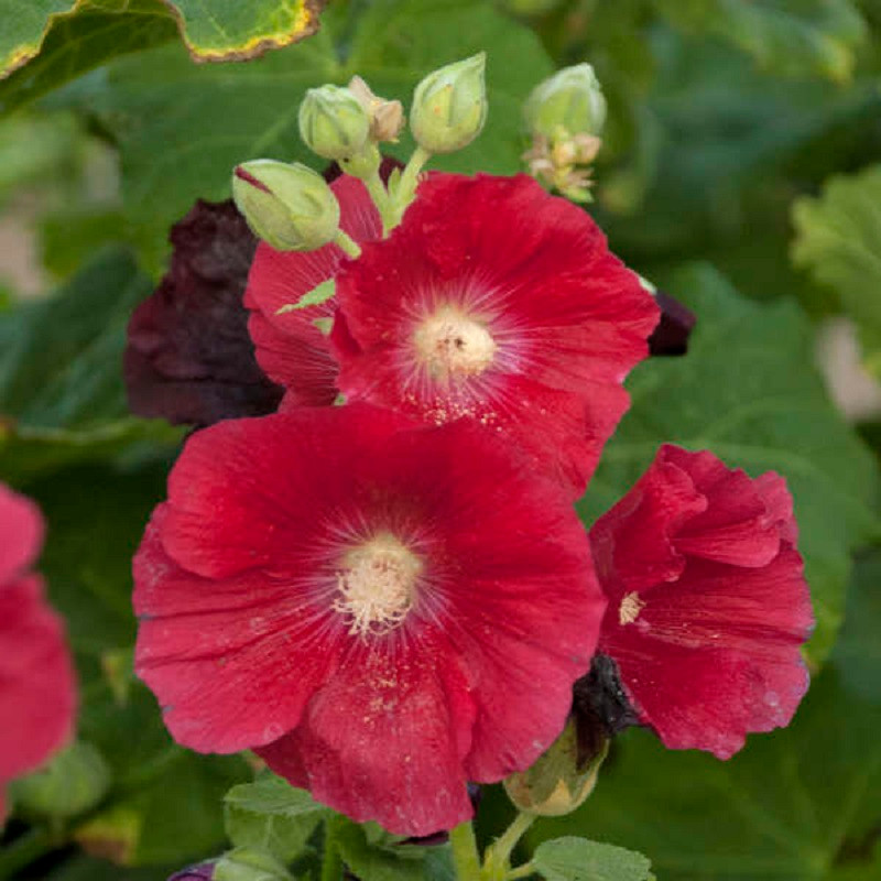 Proven Winners Mars Magic Hollyhock