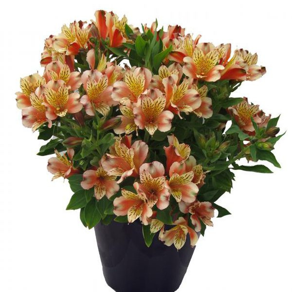 Proven Selections Inca Husky Peruvian Lily - Thumbnail 2