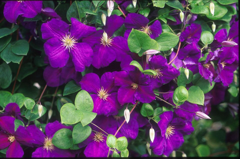 Plant Addicts Clematis Jackmanii - Thumbnail 5