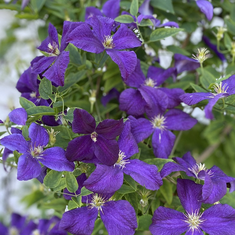 Plant Addicts Clematis Jackmanii