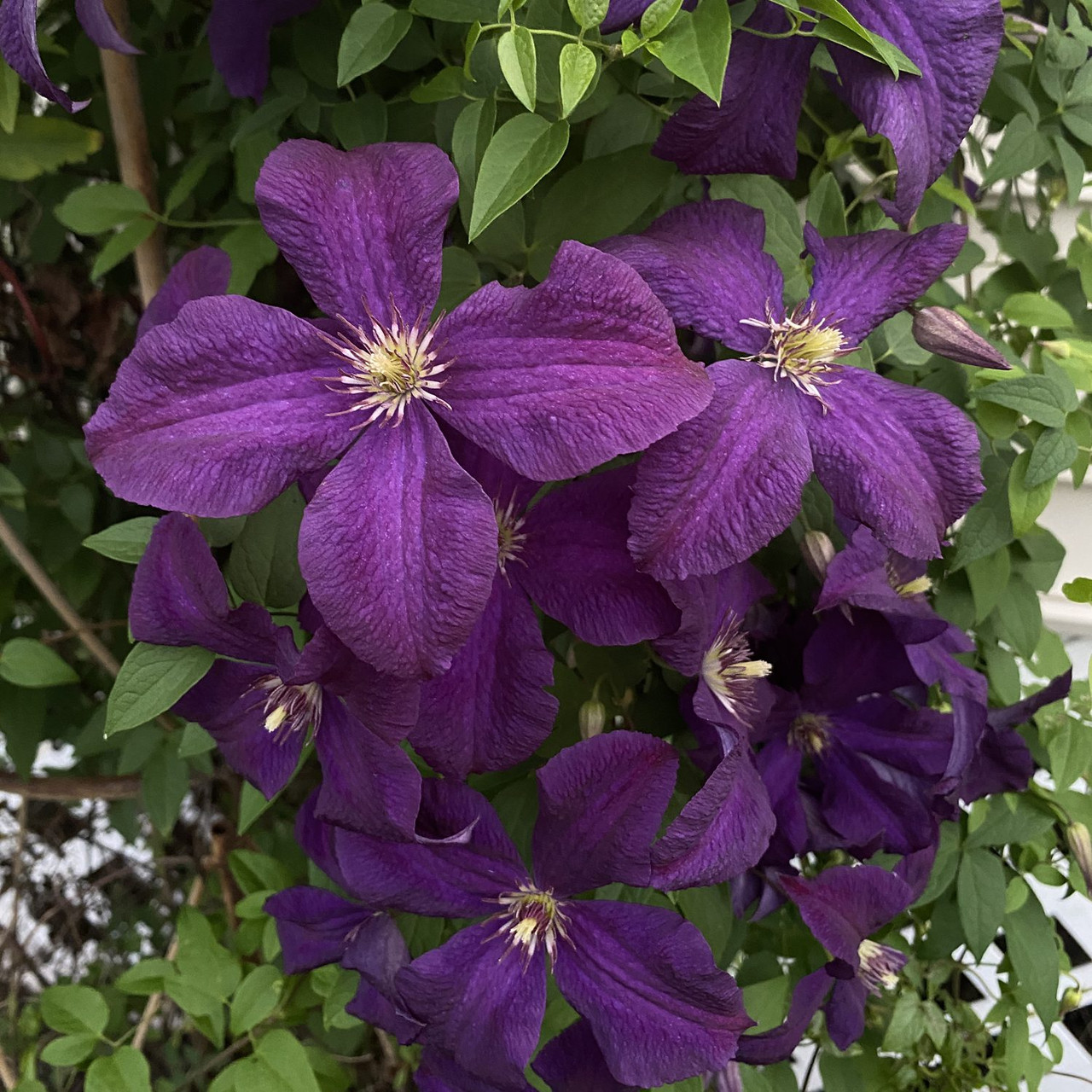 Plant Addicts Clematis Jackmanii - Thumbnail 3