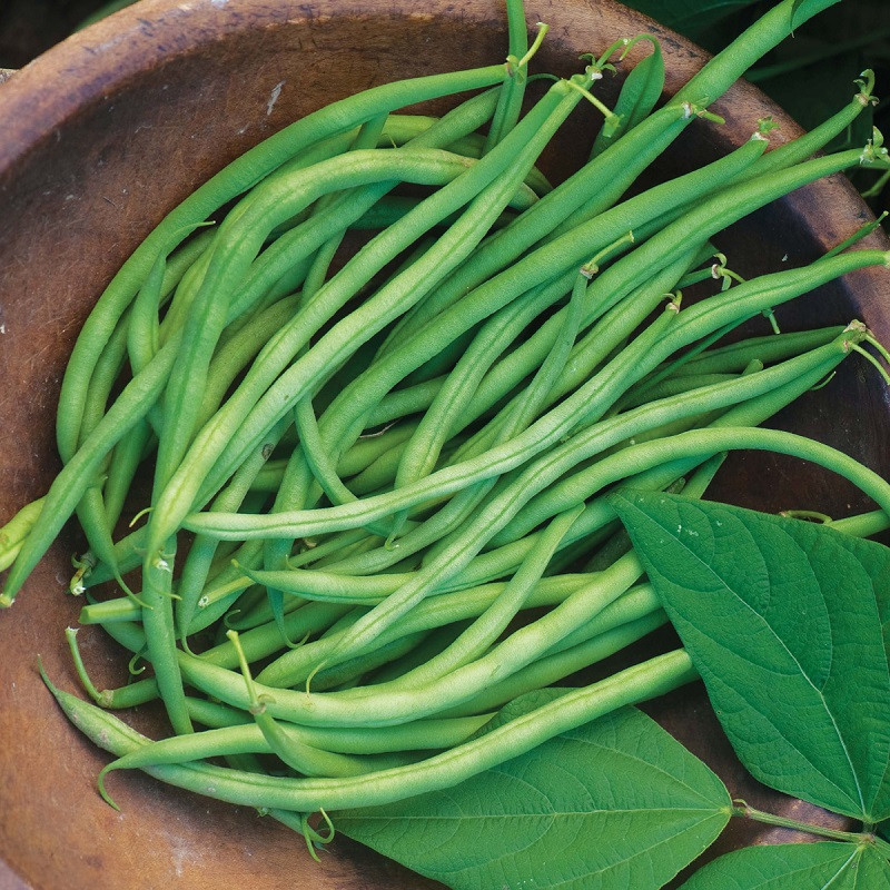 Blue Lake Bush Green Beans Plant Addicts