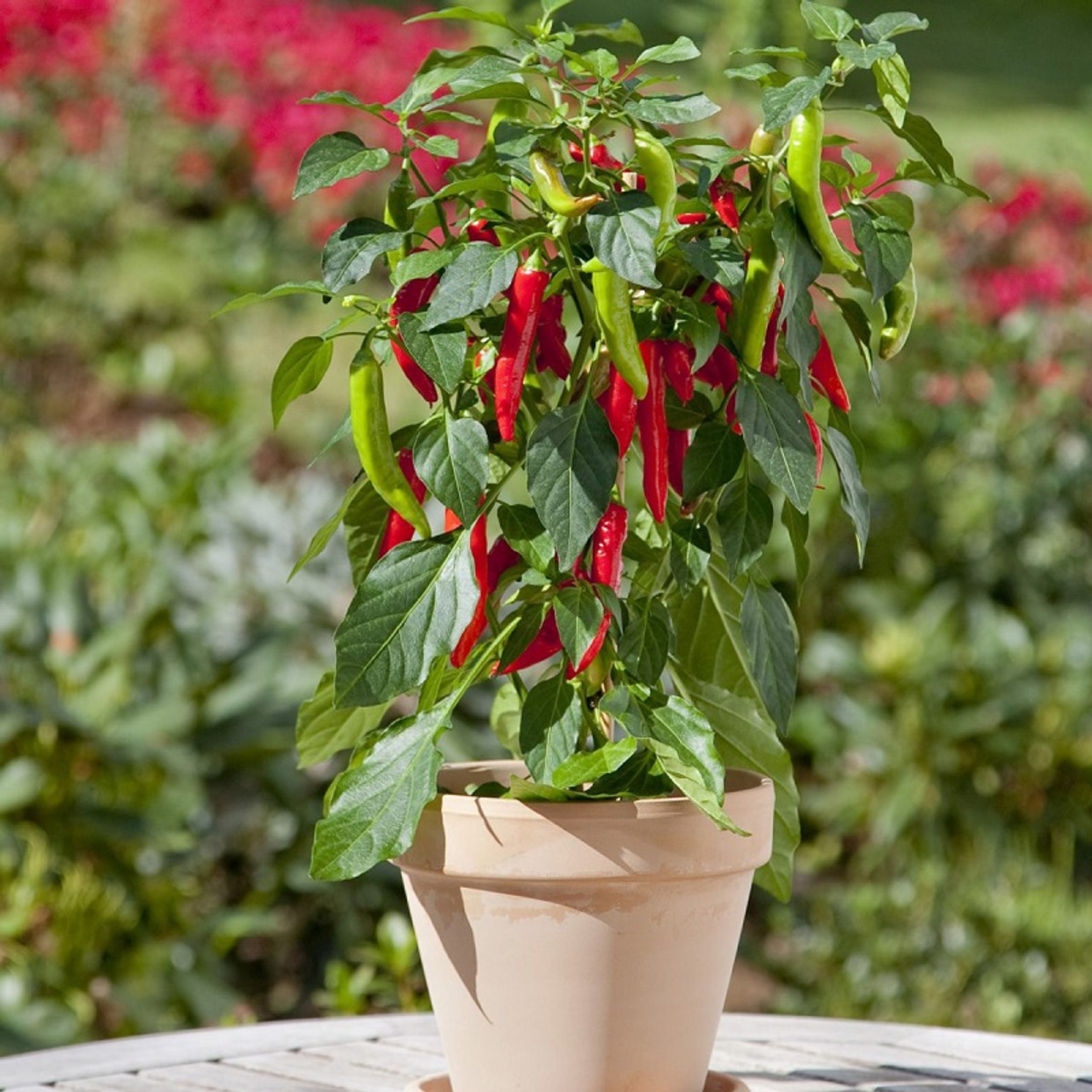 King Arthur Bell Pepper, Two Live Garden Plants