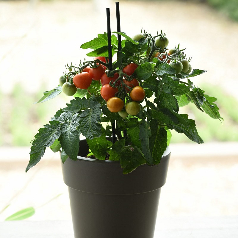 Kitchen Minis Red Velvet Cherry Tomato | Plant Addicts