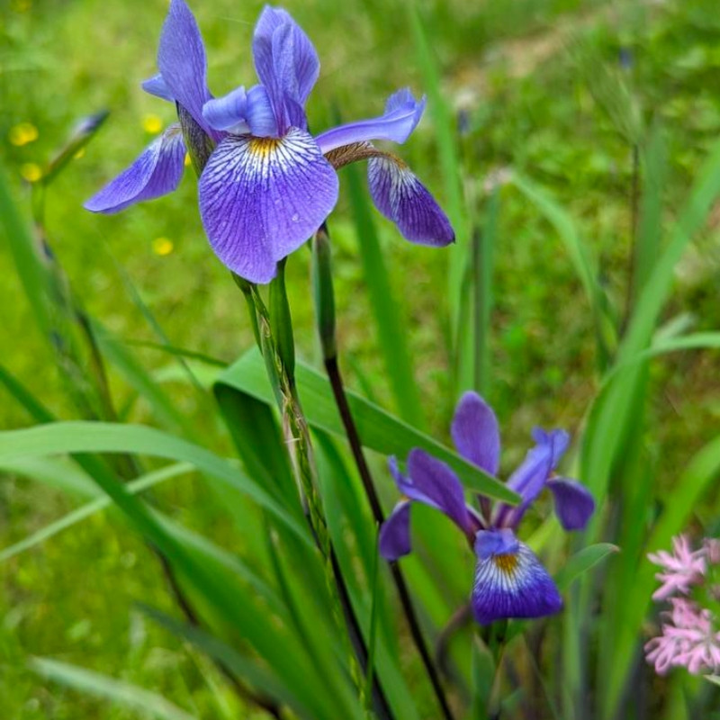 Purple Flame Blue Flag Iris Versicolor | Plant Addicts