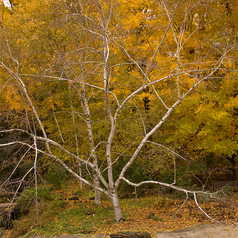 Paper Birch - Thumbnail 2