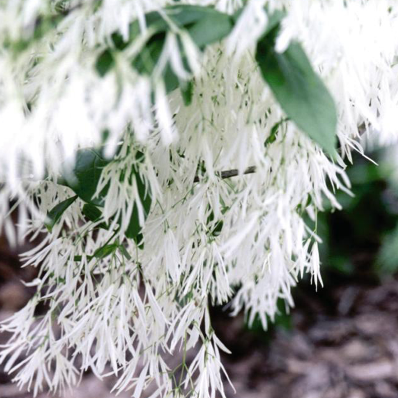 White Fringe Tree, Chionanthus virginicus, Monrovia Plant