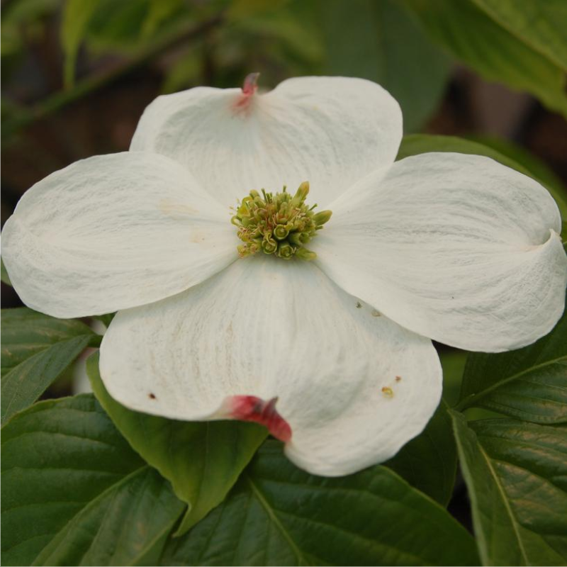 Cloud 9 Flowering Dogwood