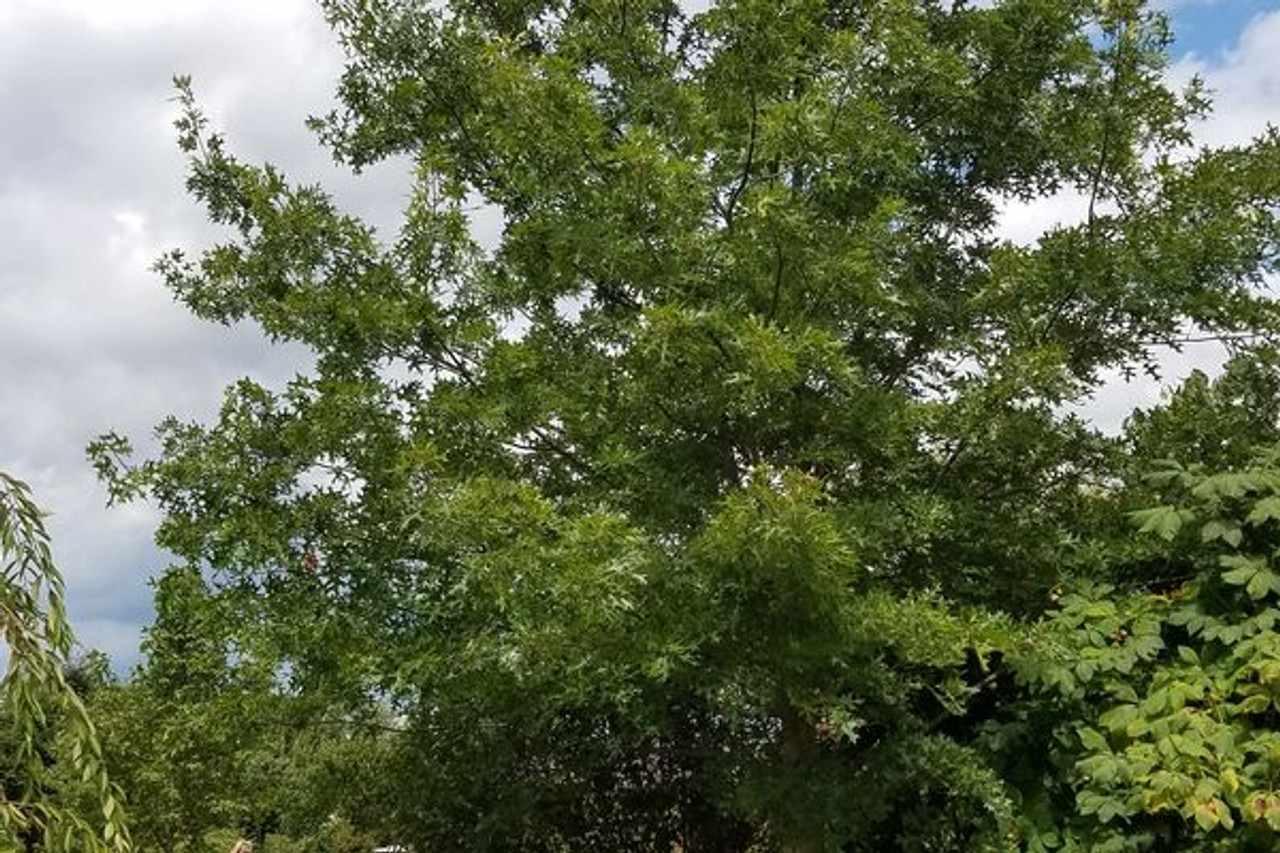 How to Grow and Care for Scarlet Oak Tree