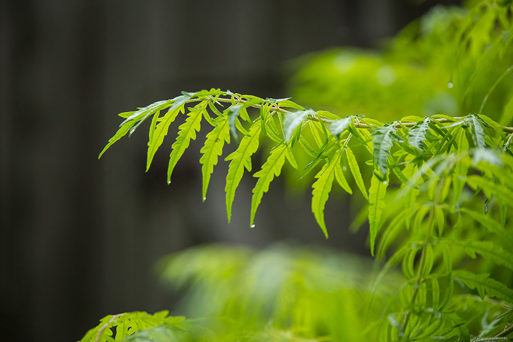 First Editions Tiger Eyes Staghorn Sumac - Thumbnail 2