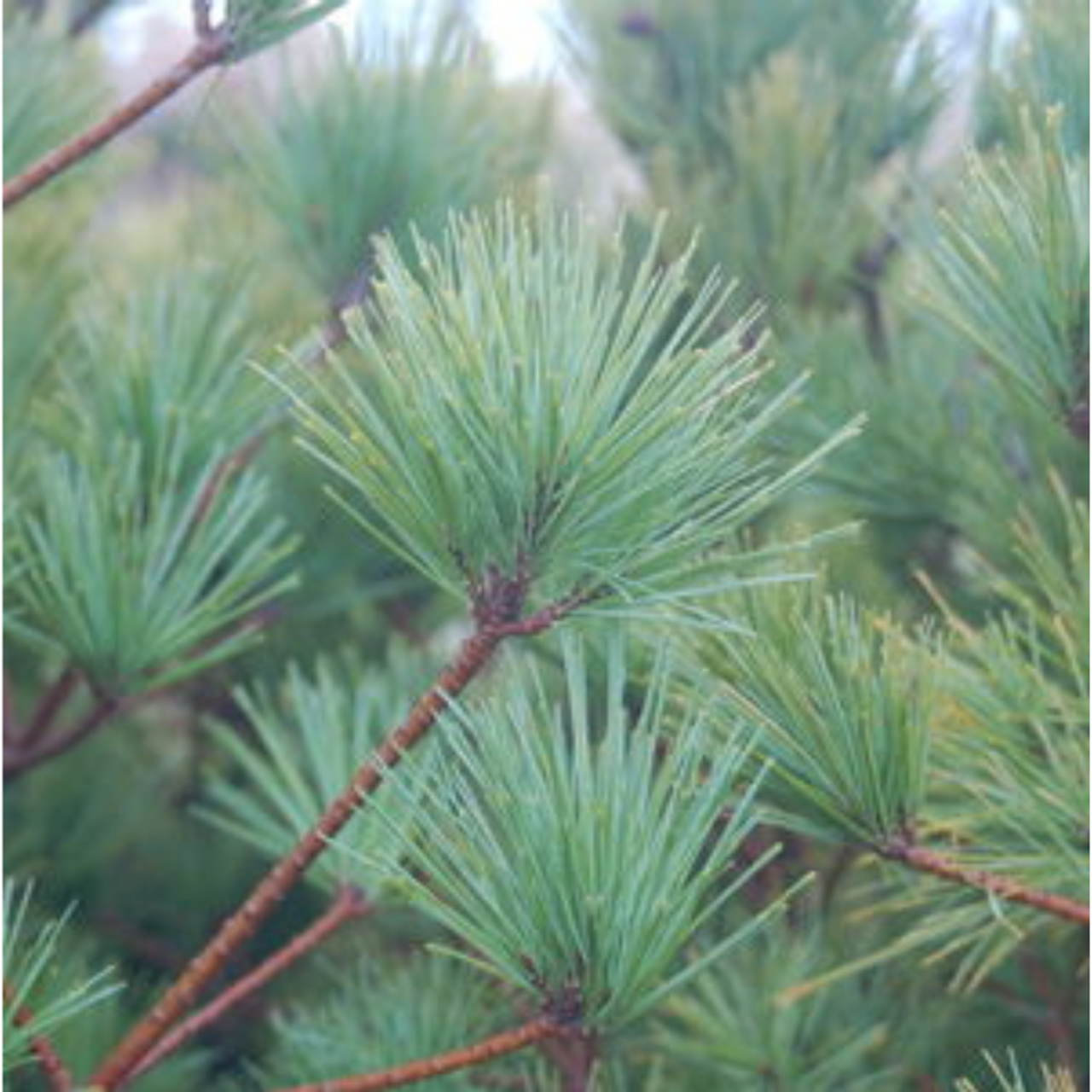 Connecticut Slate Dwarf White Pine